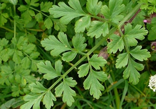 Hemlock Water-dropwort