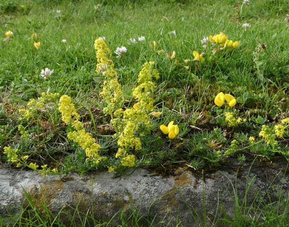 Lady's Bedstraw, Common Bird's-foot Trefoil and White Clover