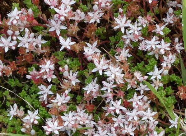 English Stonecrop