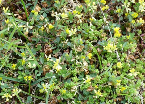 Lesser Yellow Trefoil