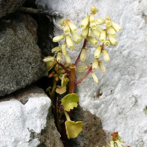 Wall Pennywort