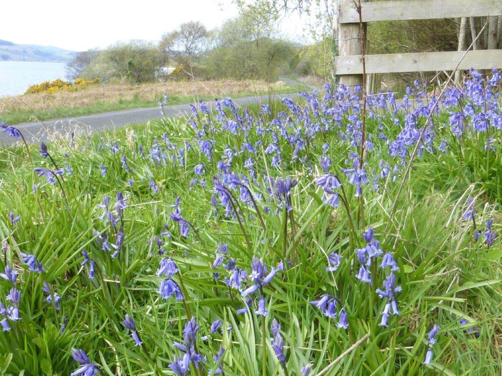 Bluebells and Gorse