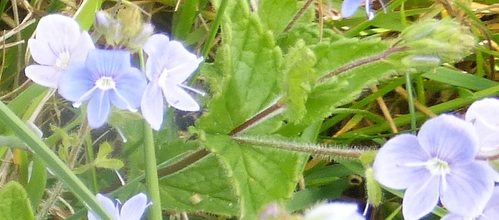 Germander Speedwell