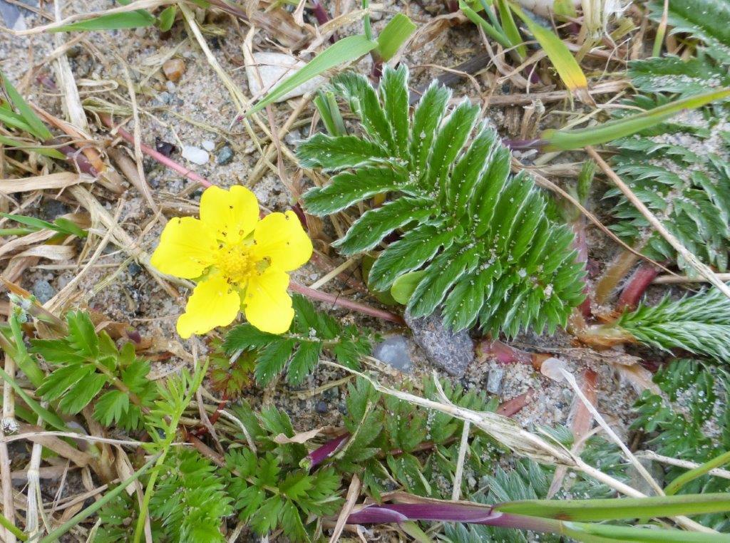 Silverweed