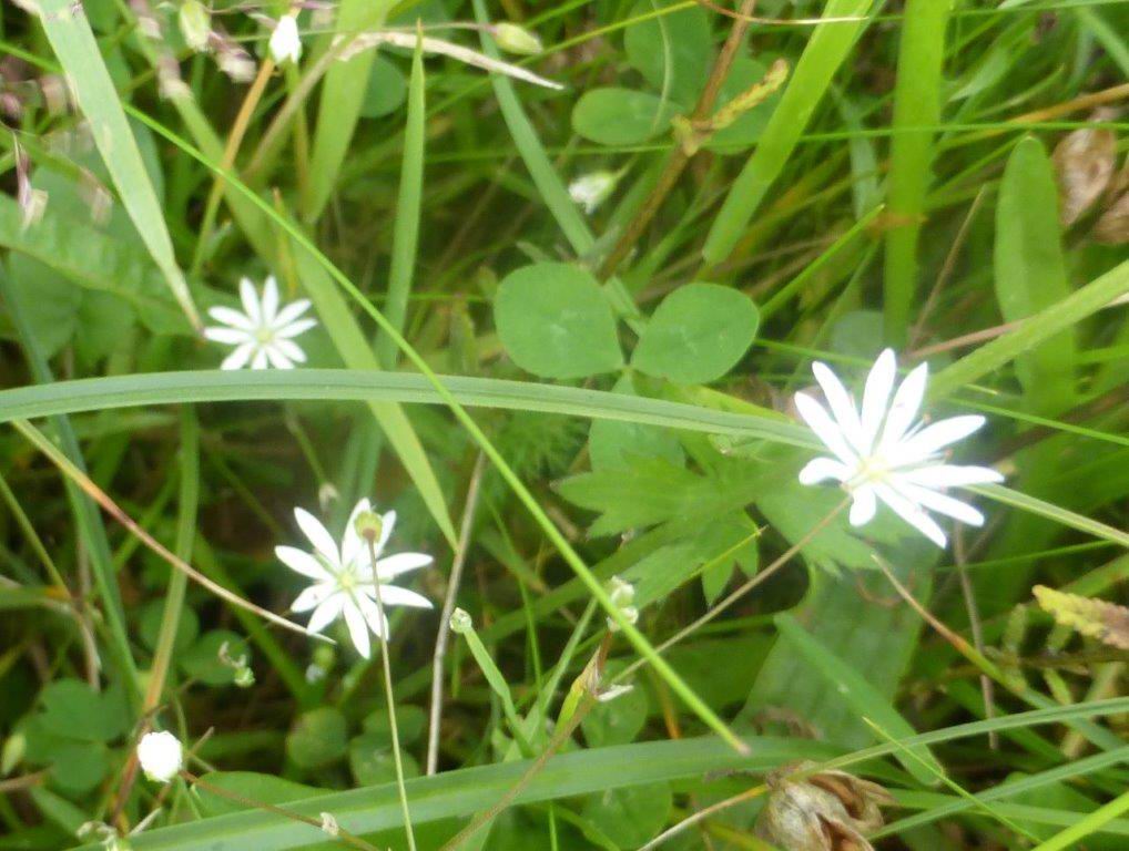 Lesser Stitchwort