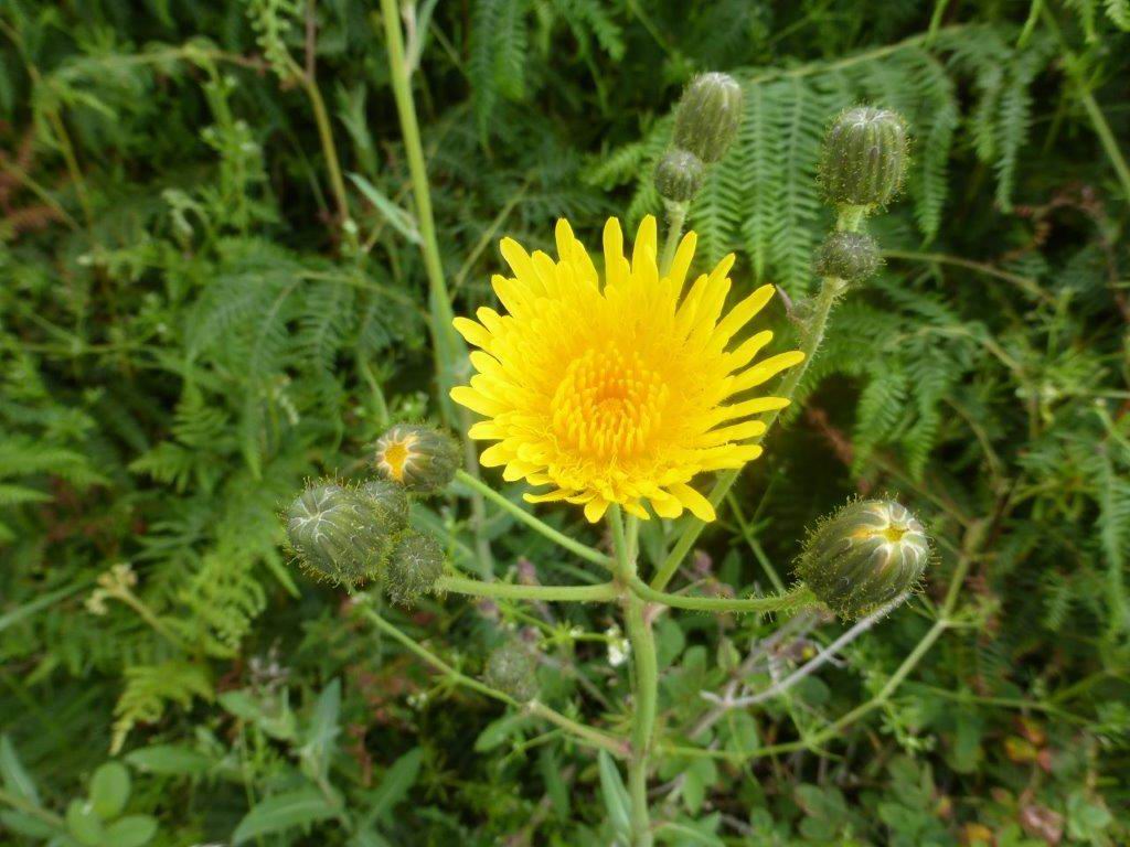 Perennial Sowthistle