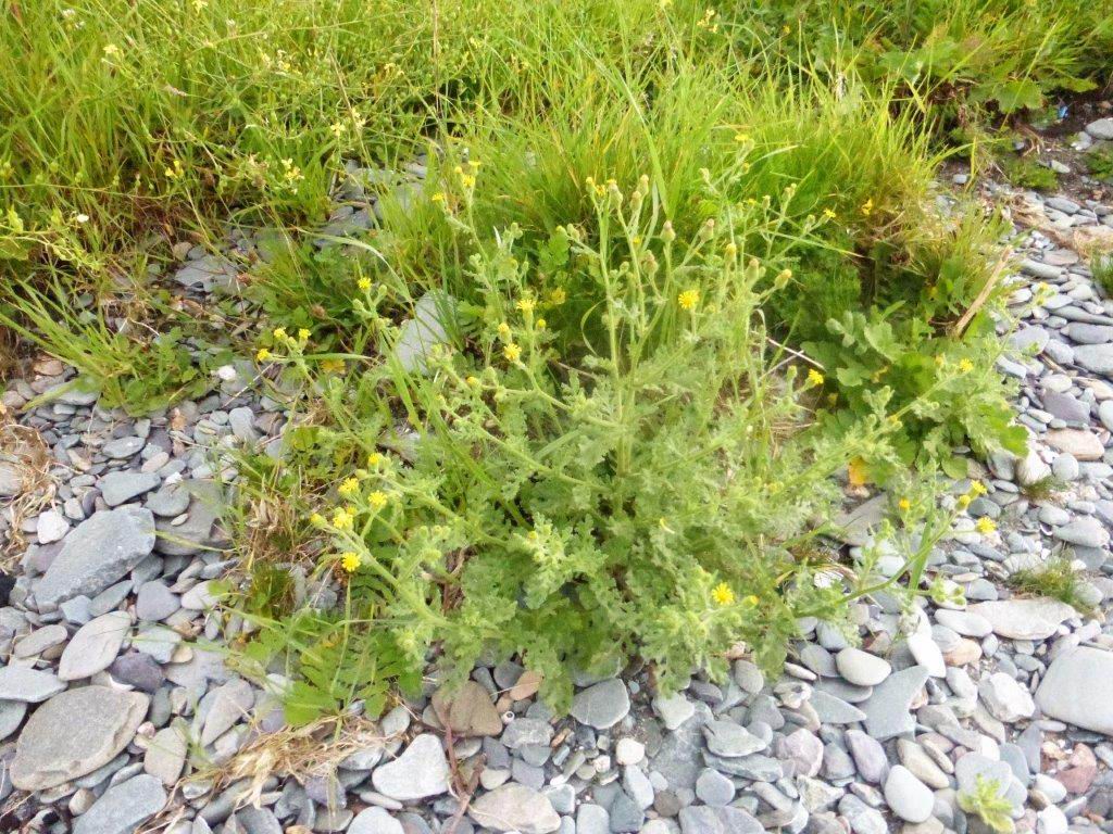 Sticky Groundsel