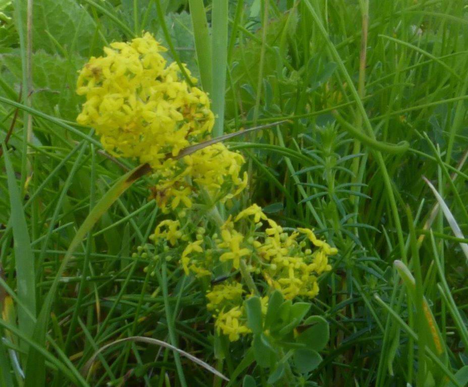 Lady's Bedstraw