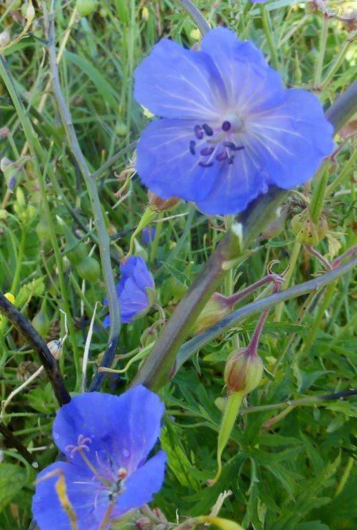 Meadow Crane's-bill