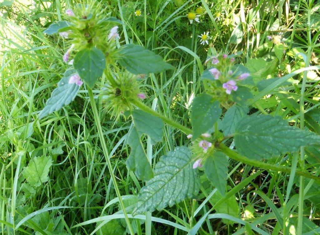 Common Hemp-nettle