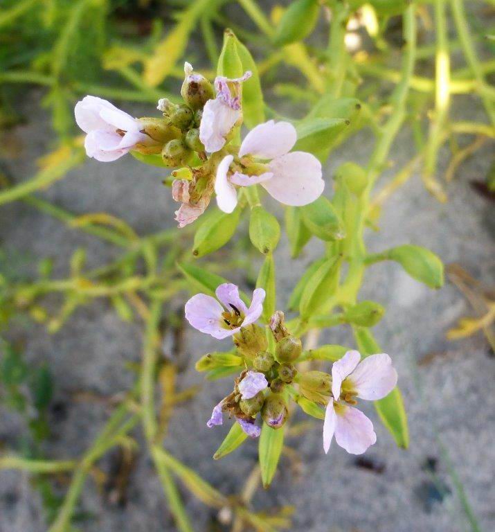 Sea Rocket