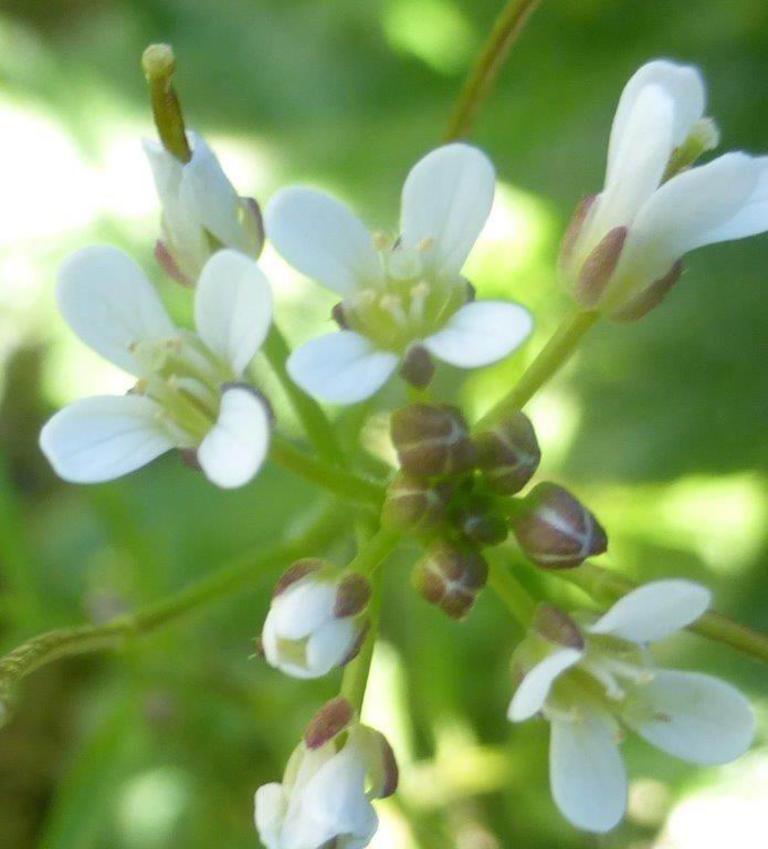 Hairy Bittercress