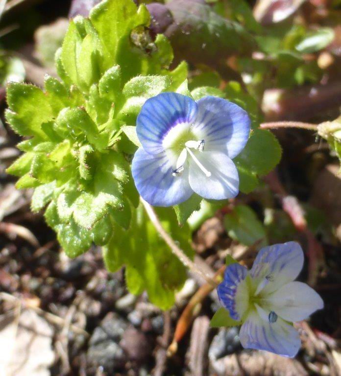 Germander Speedwell