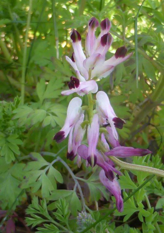 Common Ramping-Fumitory