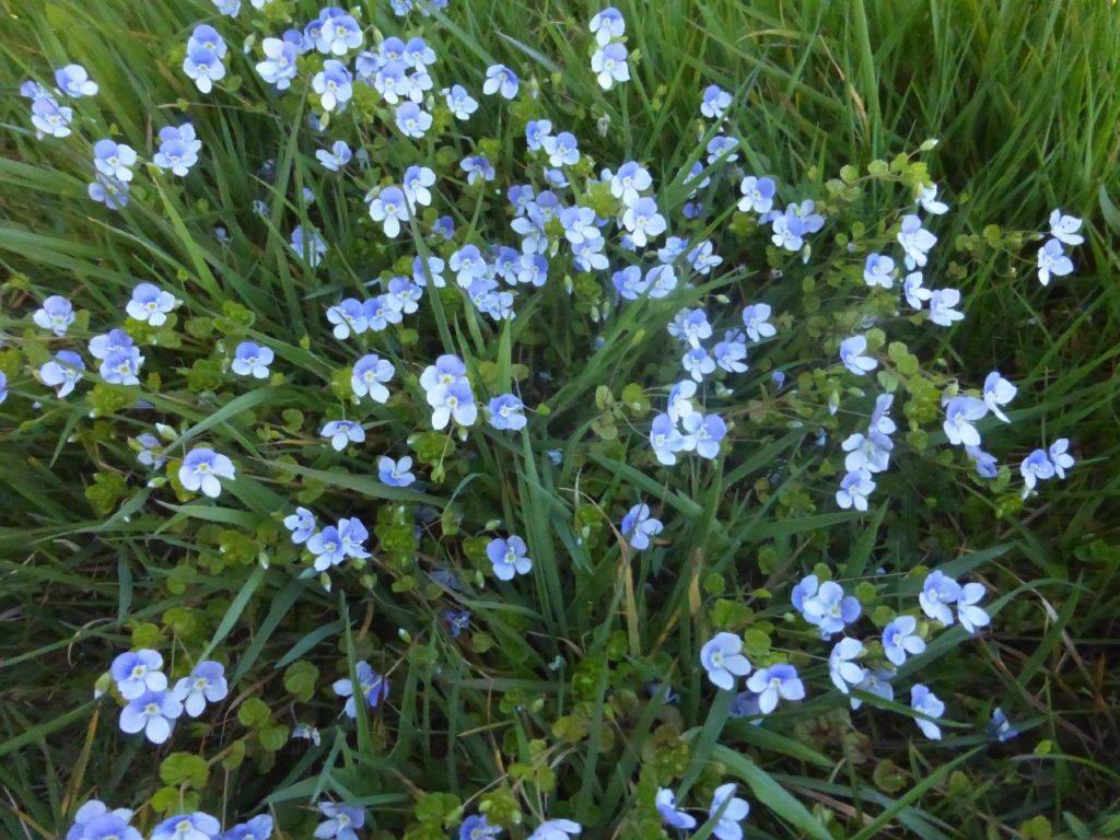 Slender Speedwell