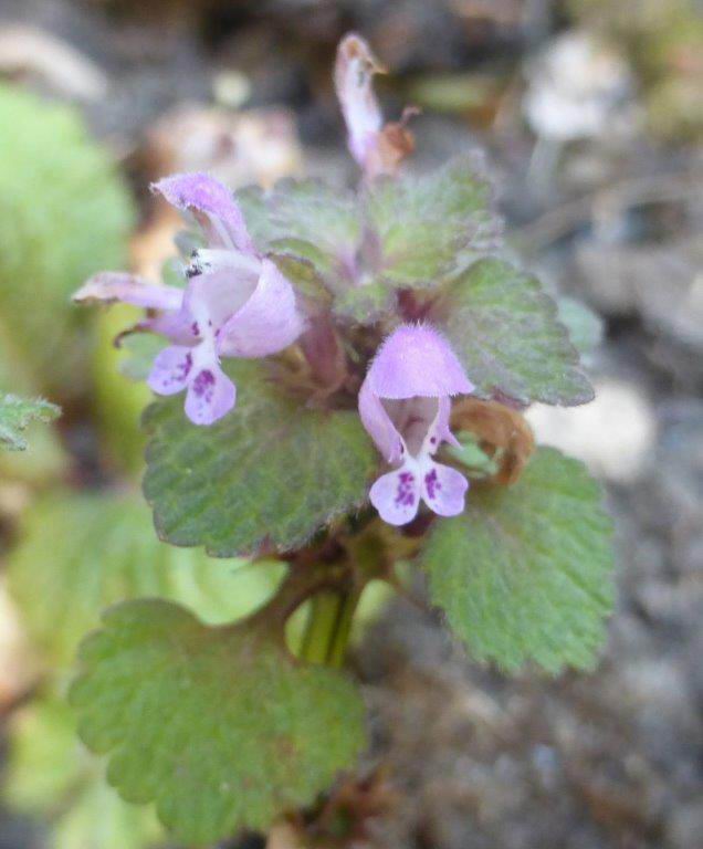 Red Dead-nettle