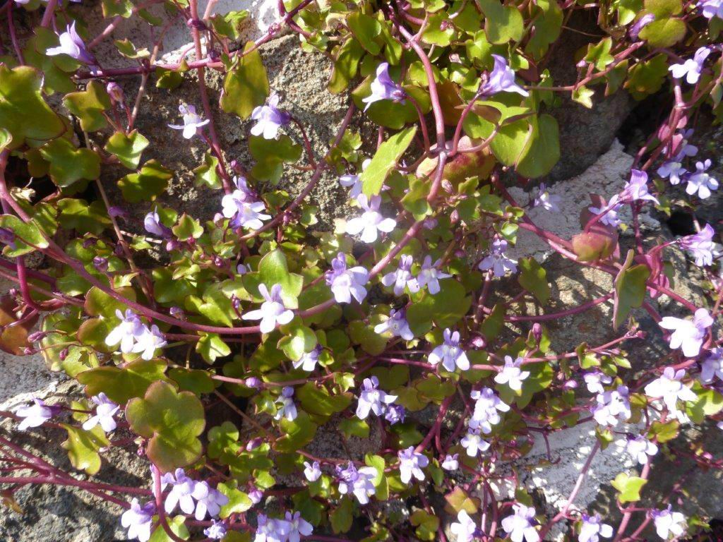 Ivy-leaved Toadflax