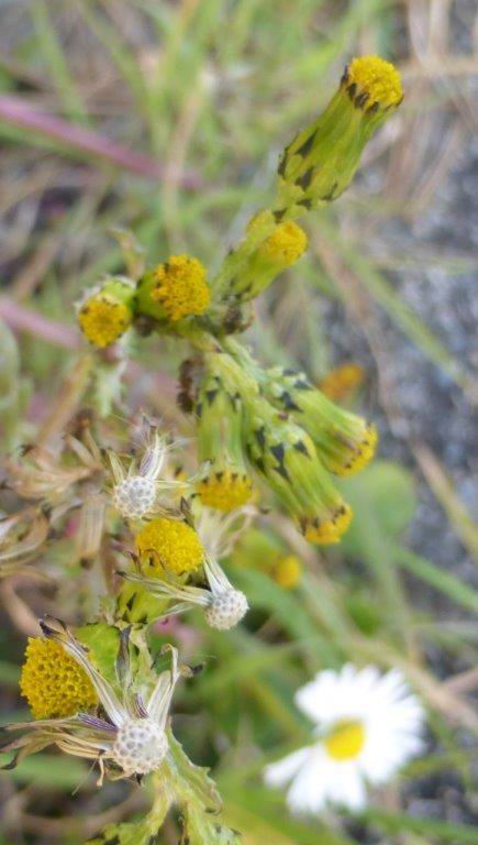 Groundsel