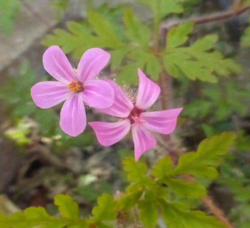 Herb Robert