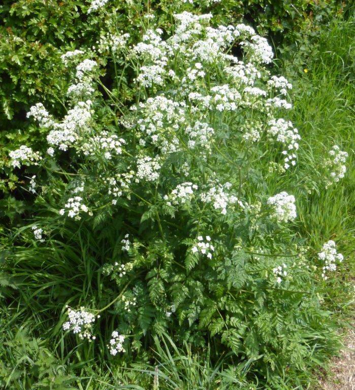 Cow Parsley