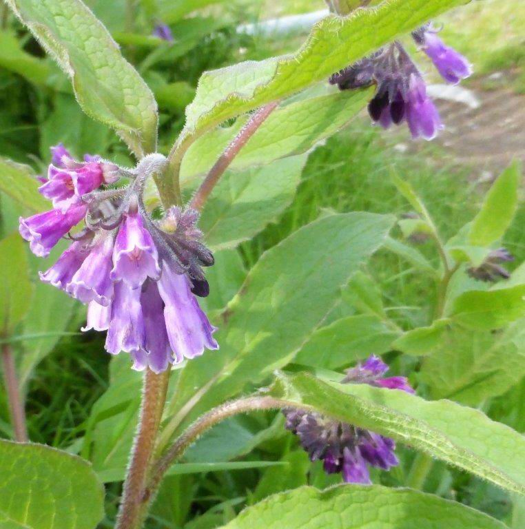 Russian Comfrey