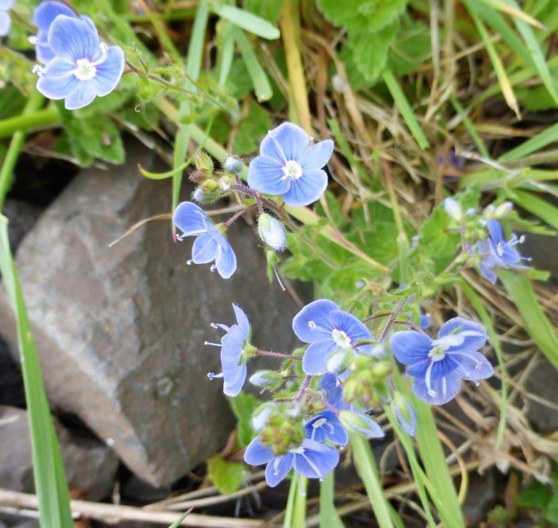 Germander Speedwell