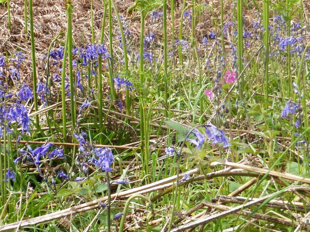 Bluebells amid Bracken