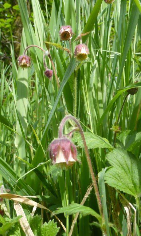 Water Avens