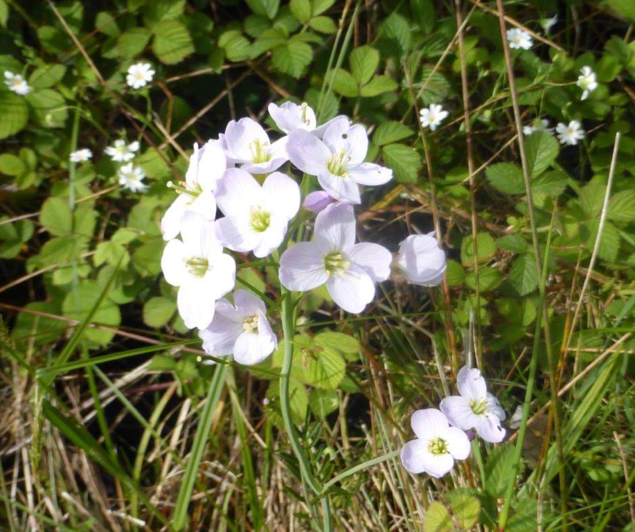 Cuckooflower (Lady's-mantle