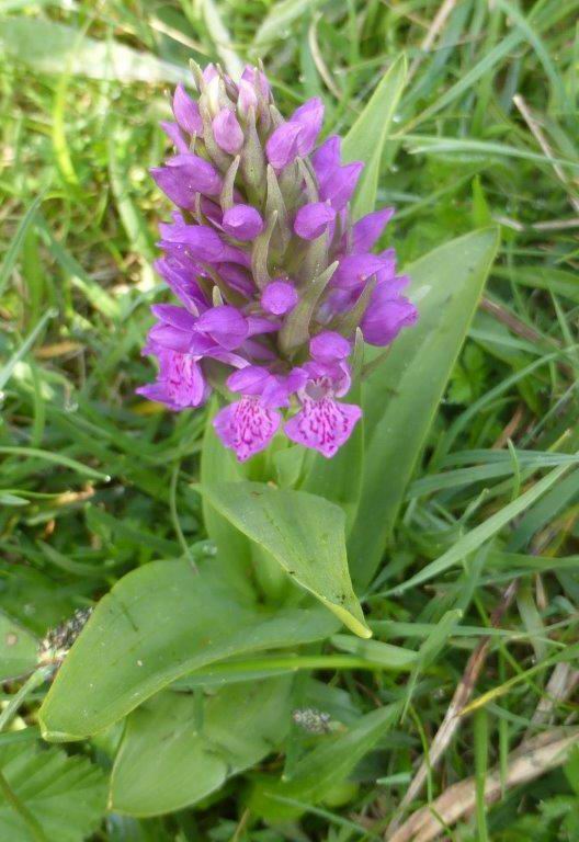 Northern Marsh-orchid