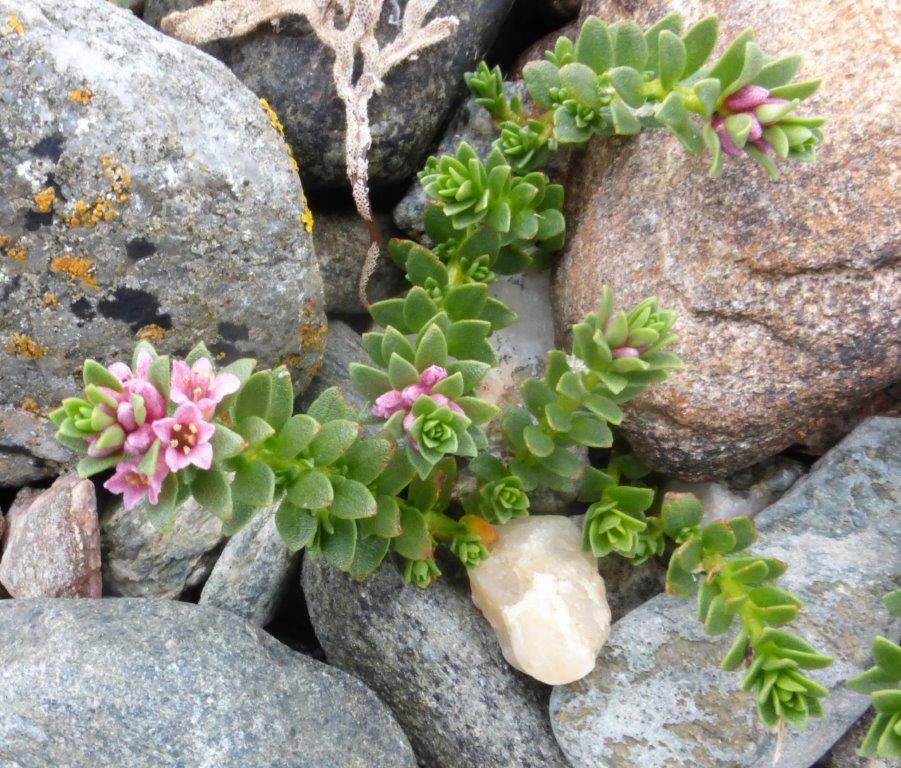 Sea Milkwort