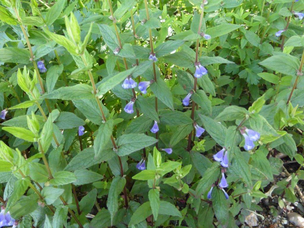 Skullcap