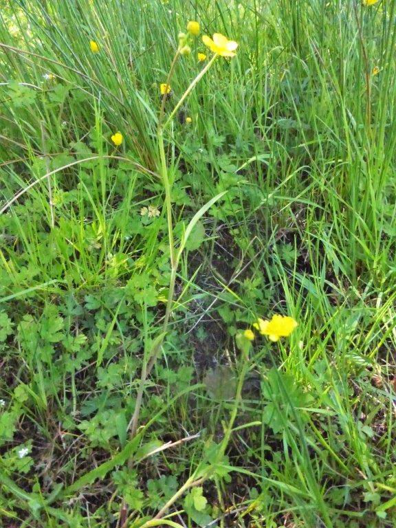 Lesser Spearwort