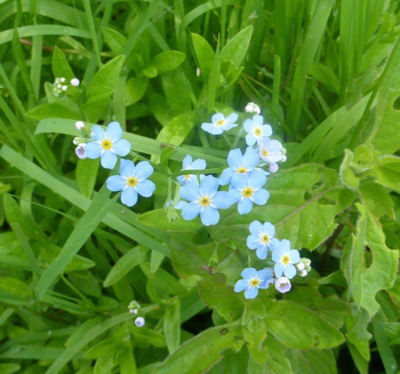 Water Forget-me-not