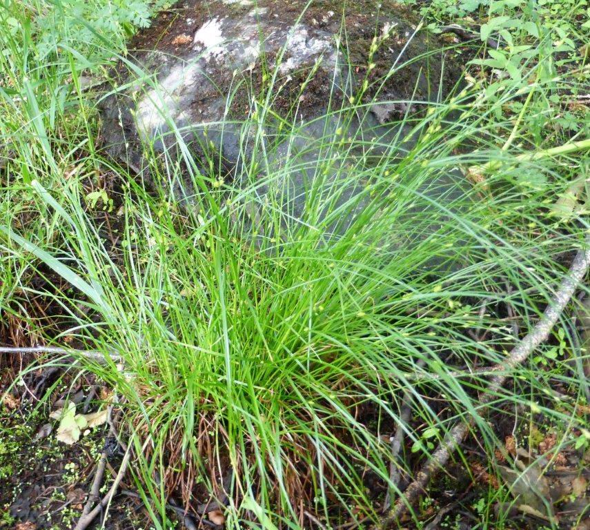 Remote Sedge