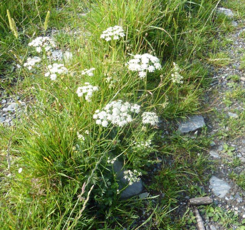 Burnet Saxifrage