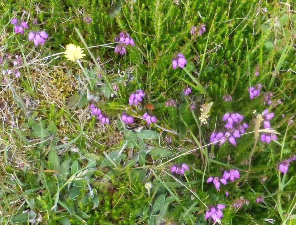 Bell Heather, Mouse-ear Hawkweed and Sea Plantain