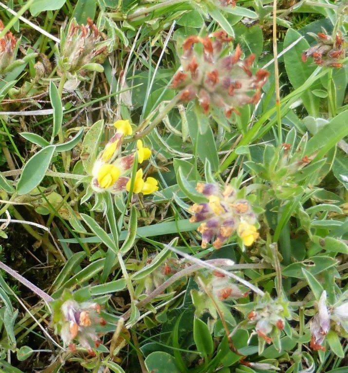 Kidney Vetch