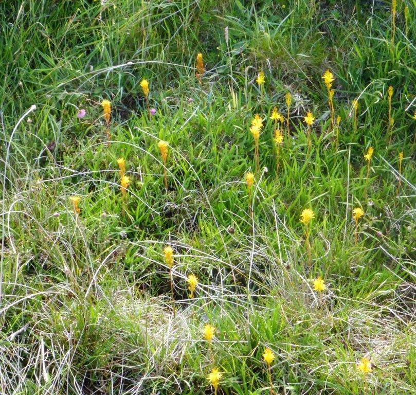 Bog Asphodel and Cross-leaved Heath