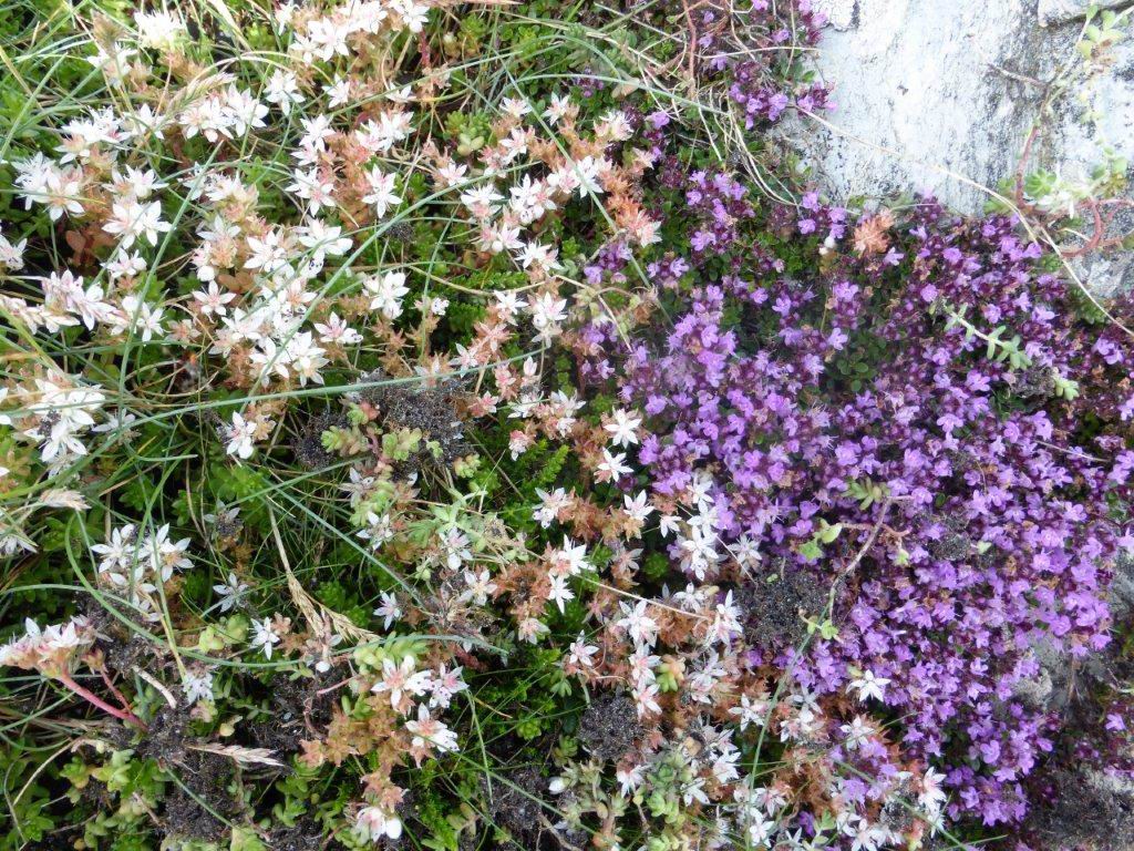 English Stonecrop and Wild Thyme