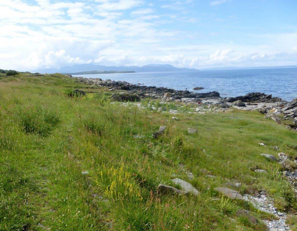 Looking south towards Arran, Lady's Bedstraw beside the path