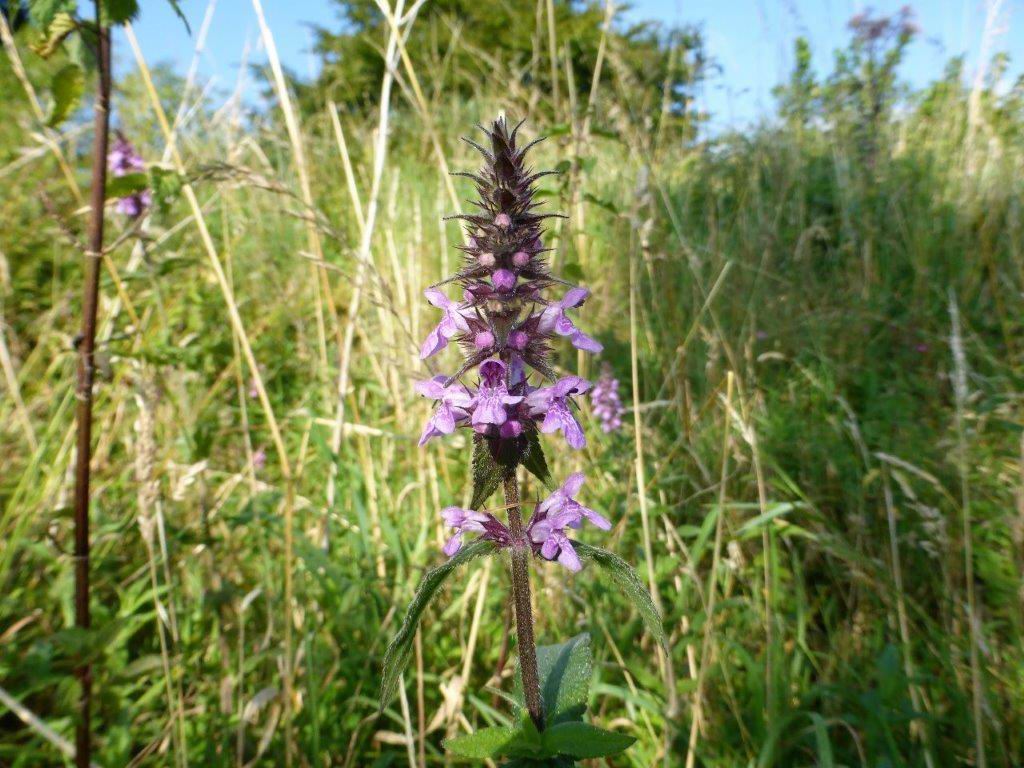 Marsh Woundwort