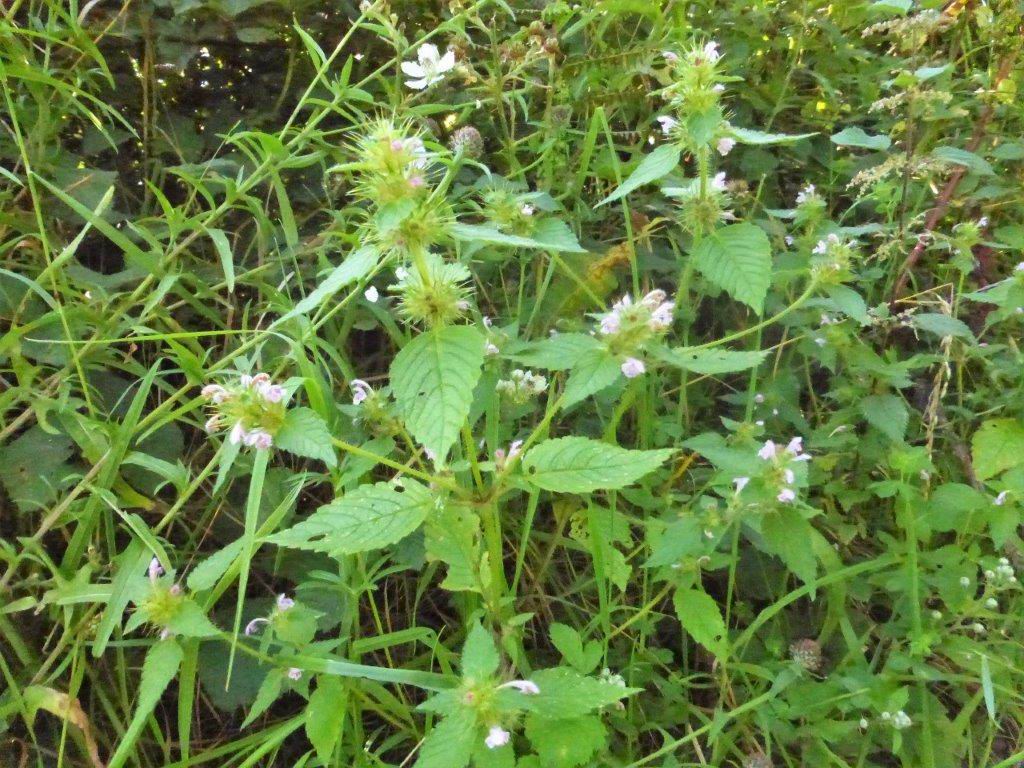 Common Hemp-nettle