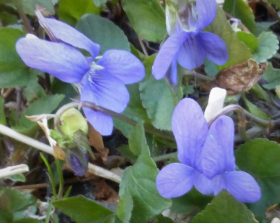 Common Dog-violet