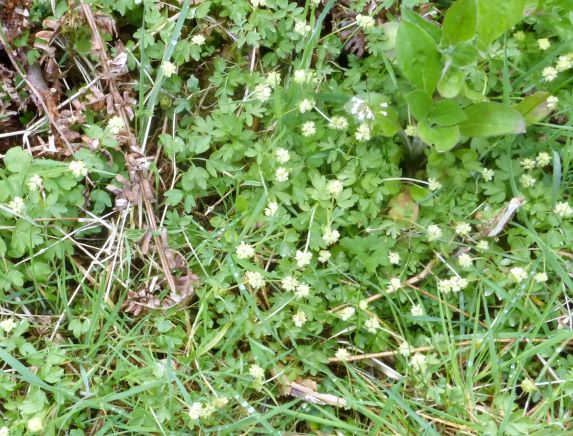 Moschatel (Townhall Clock)