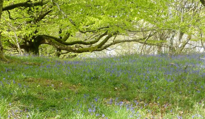 Lochend Wood