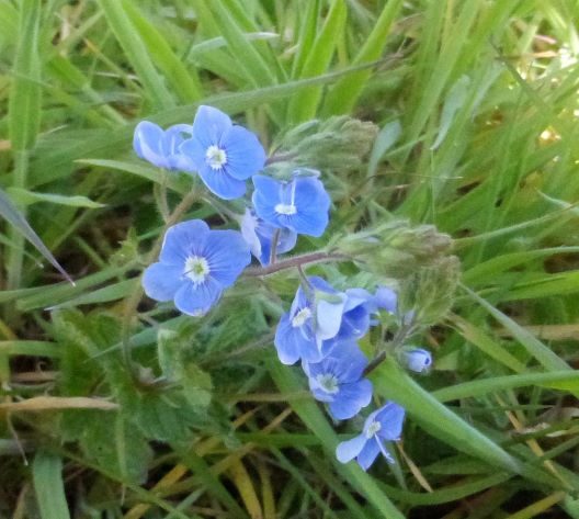 Germander Speedwell