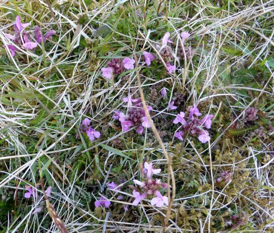 Red Rattle (Lousewort)