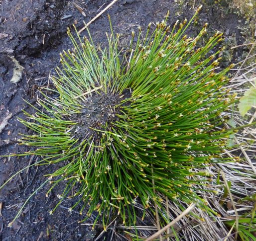 Deer-grass