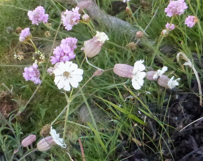 Thrift and Sea Campion